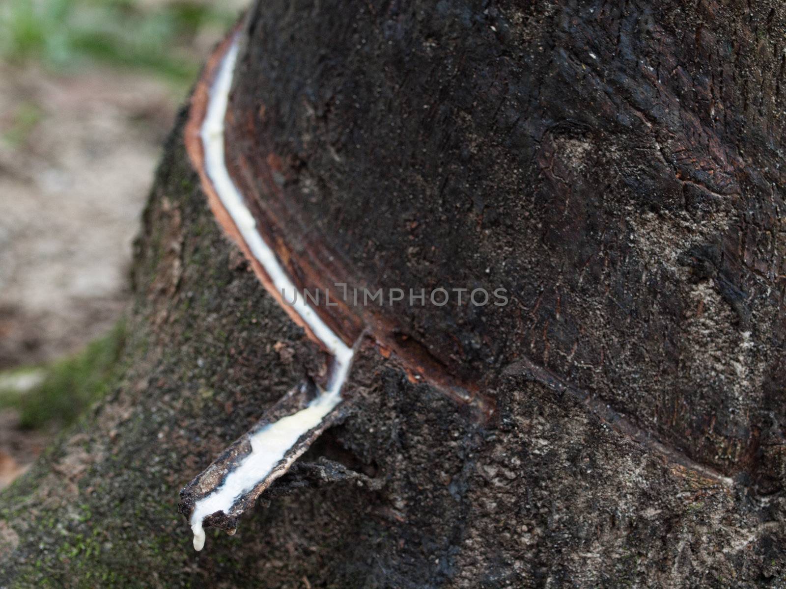 Close up of a incised rubber tree trunk