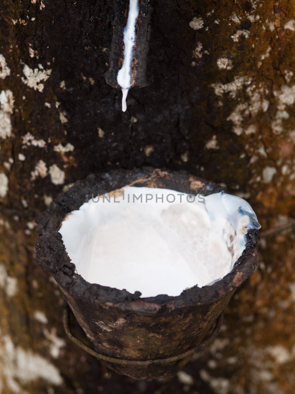 Rubber tree with  latex dripping in collecting cup