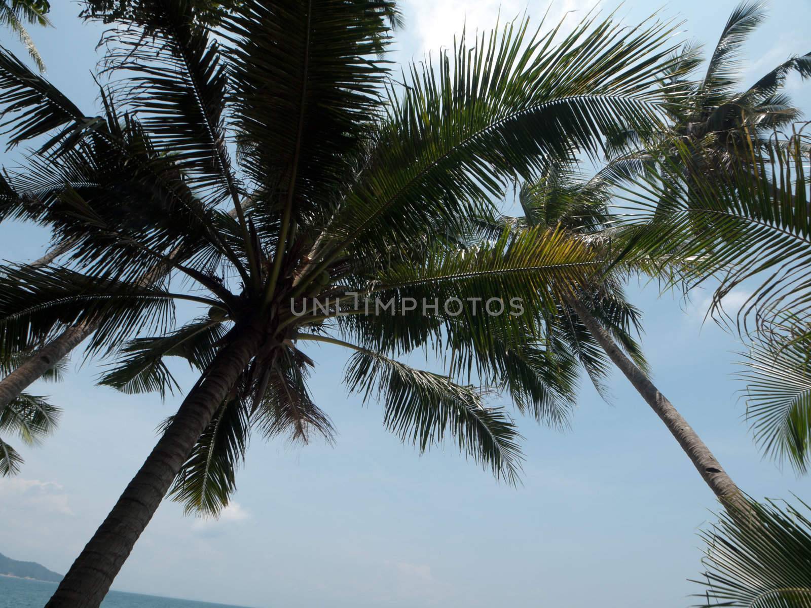 Tall coconut palm  tree bearing  green fruits in Malaysia