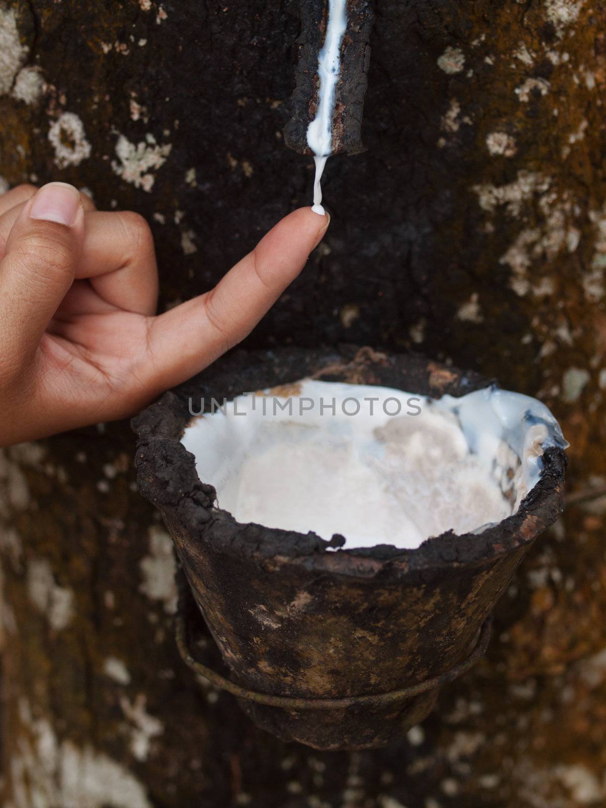 Asian woman touching fresh latex  with the top of her finger in a rubber plantation