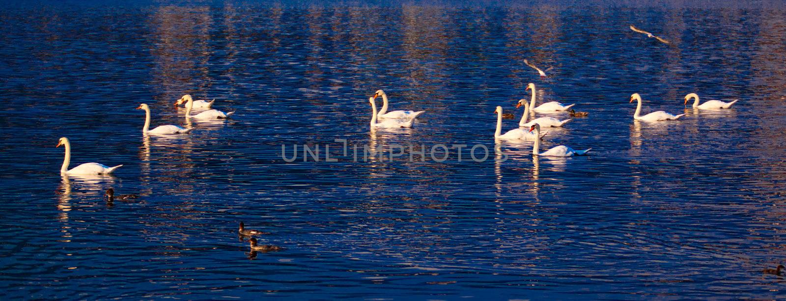A group of swan at Lake Geneva, Switzerland