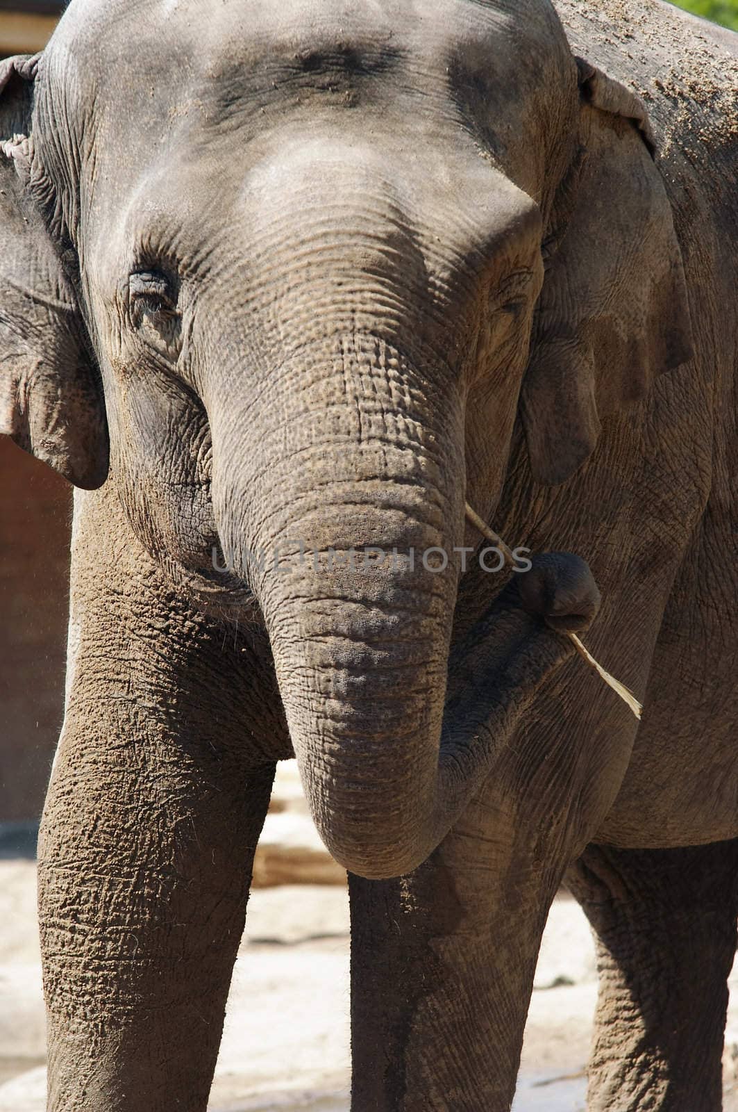 Shot of the Asiatic elephant - Indian elephatnt - detail of the head