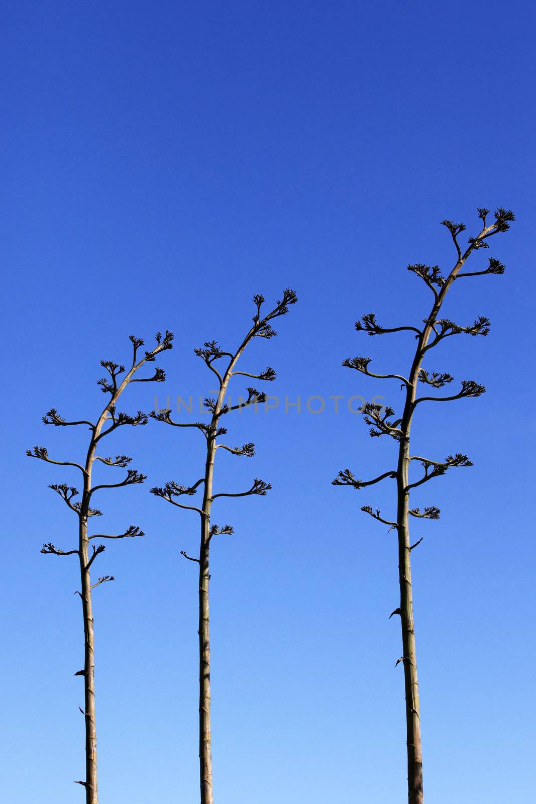 Tops of plants on a background of the blue sky