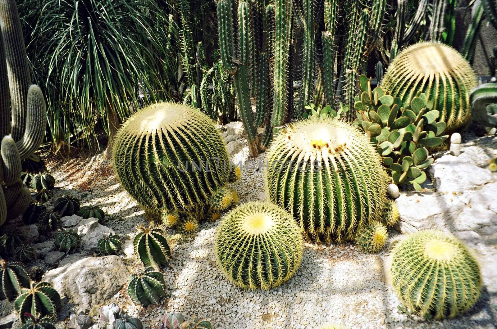 Big round cactus in botanical garden
