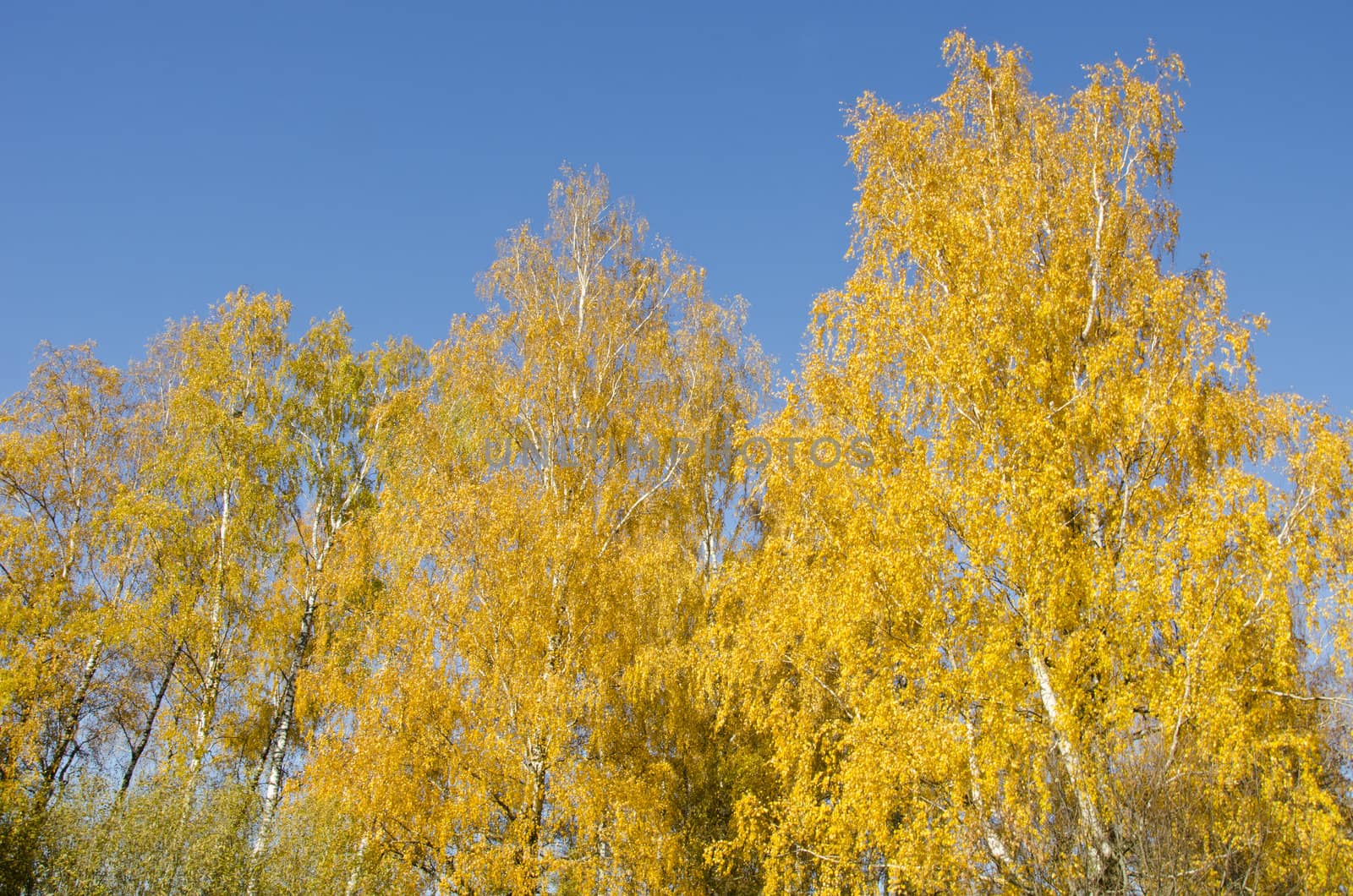 Yellow forest birch leaf top. Natural autumn beauty.