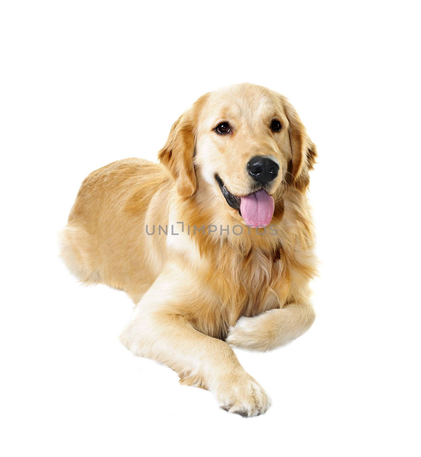 Golden retriever pet dog laying down isolated on white background