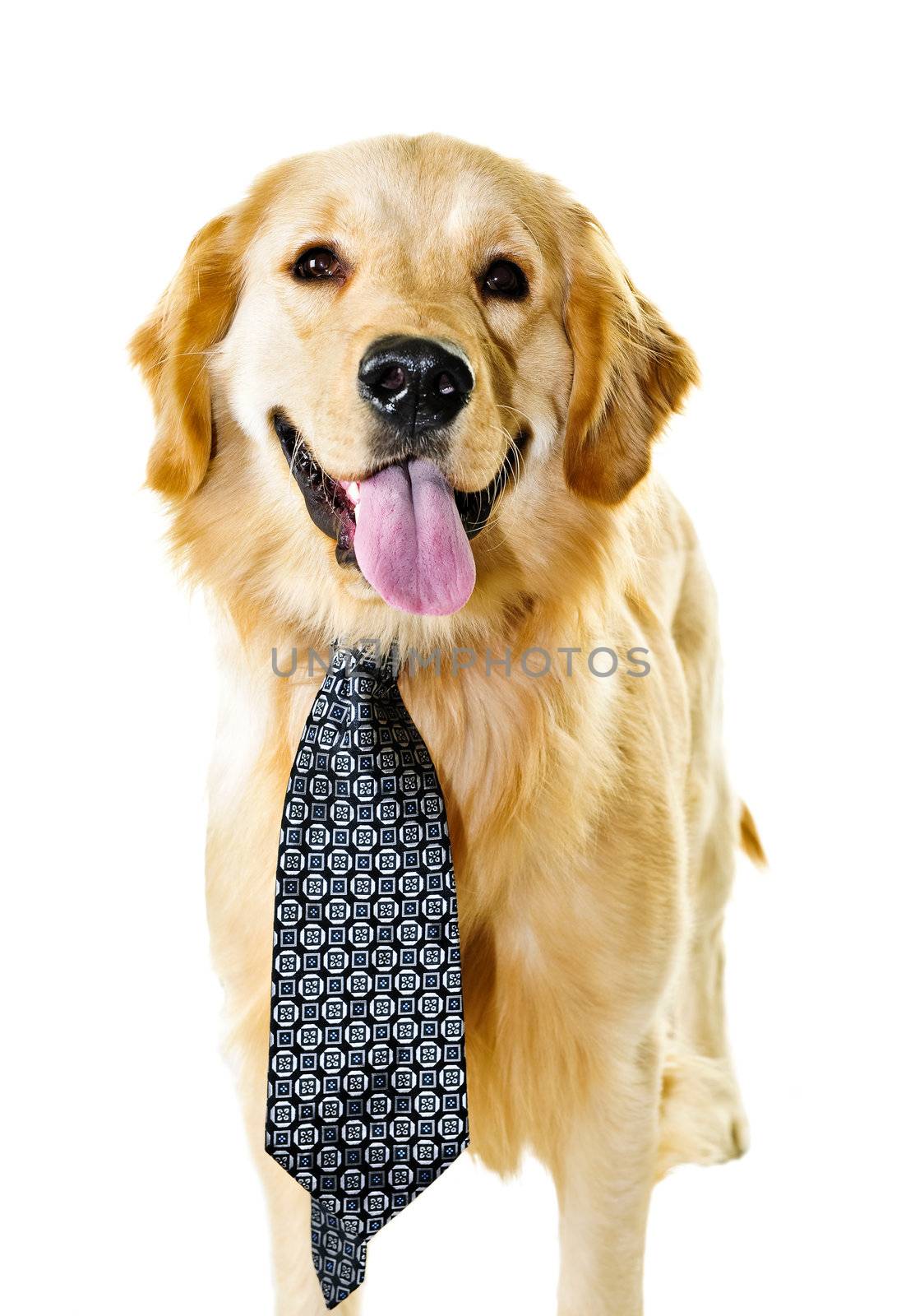 Funny golden retriever dog wearing tie isolated on white background