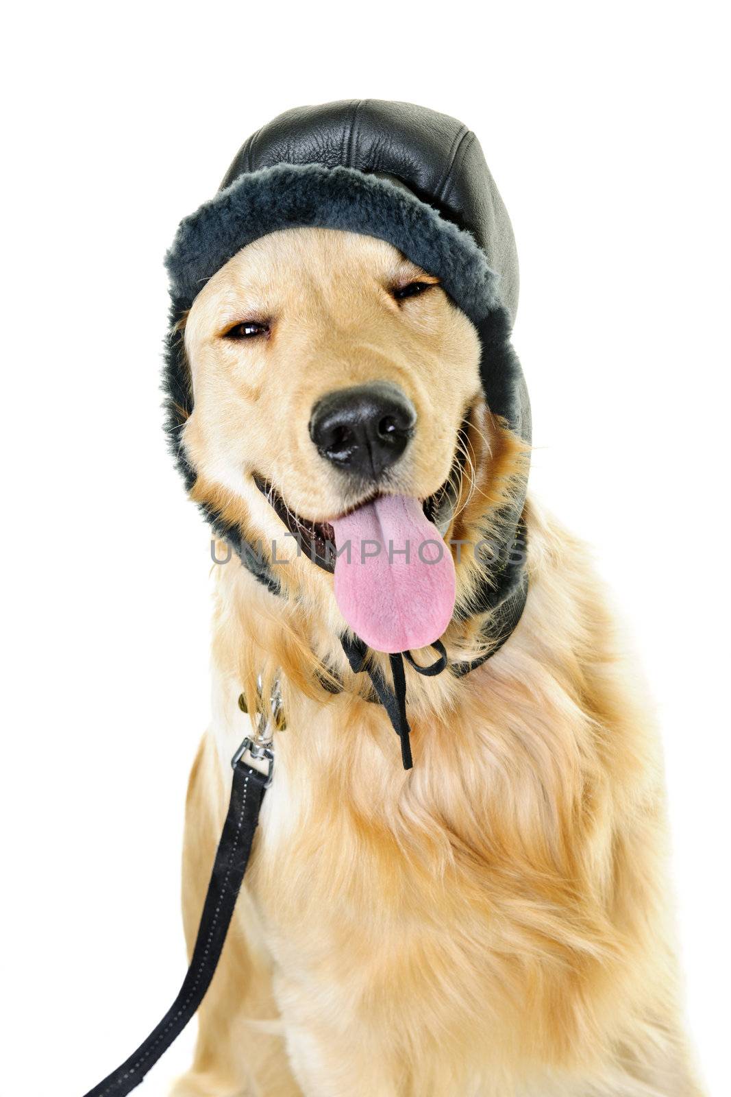 Golden retriever dog wearing winter hat by elenathewise