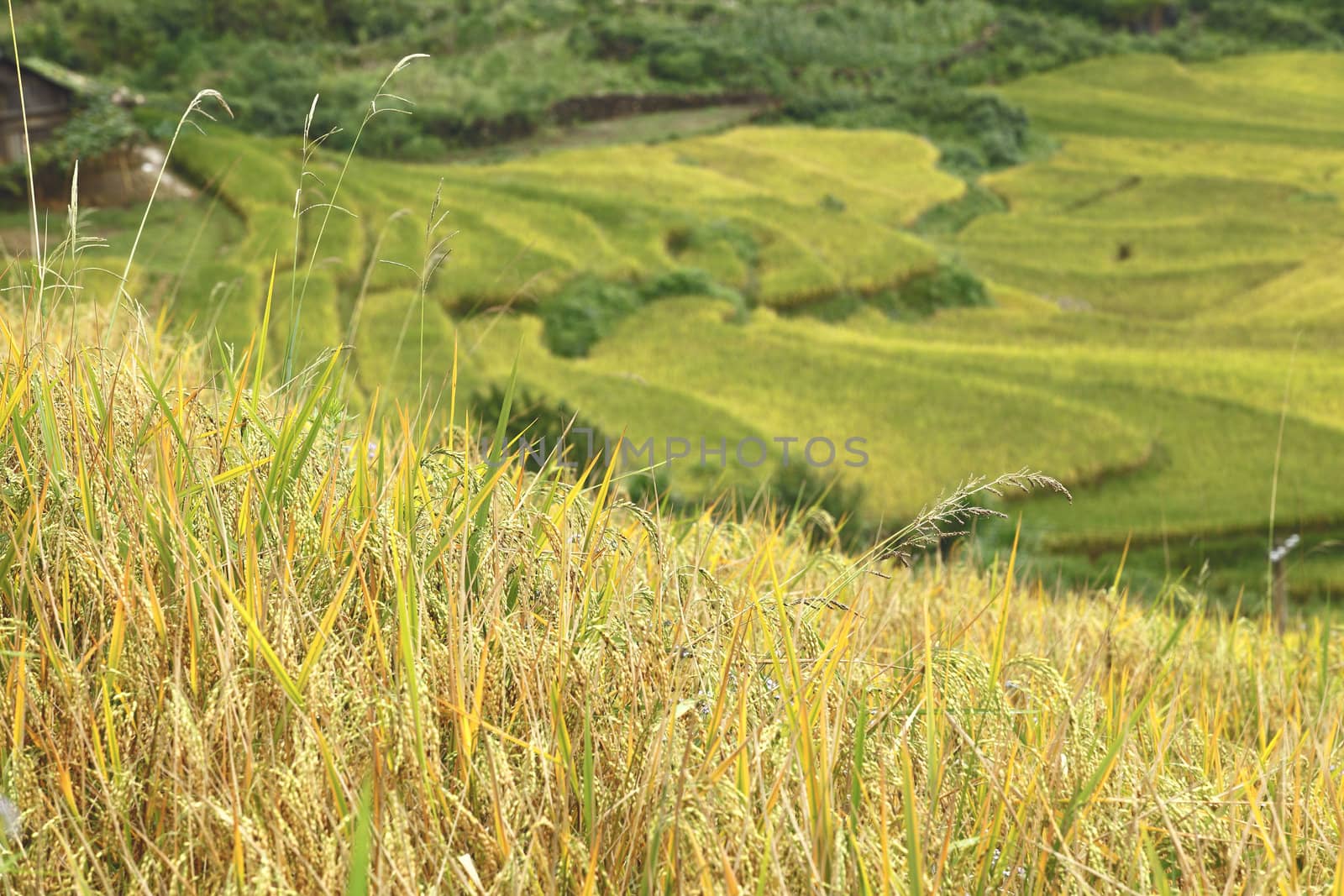 Rice terraces in the mountains in Sapa, Vietnam by jame_j@homail.com