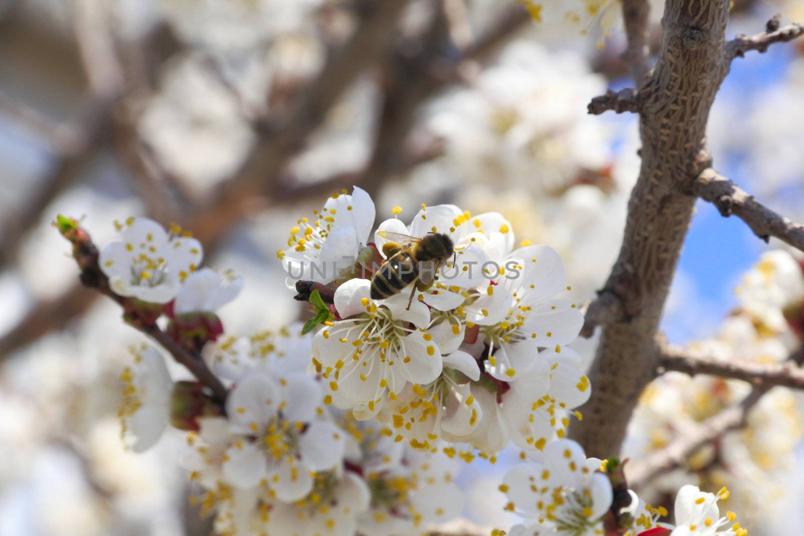 The bee flies to colours of plum to collect medical