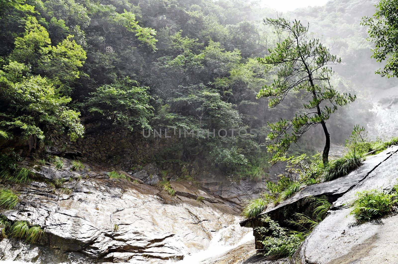 Alone chinese tree in foggy forest, China