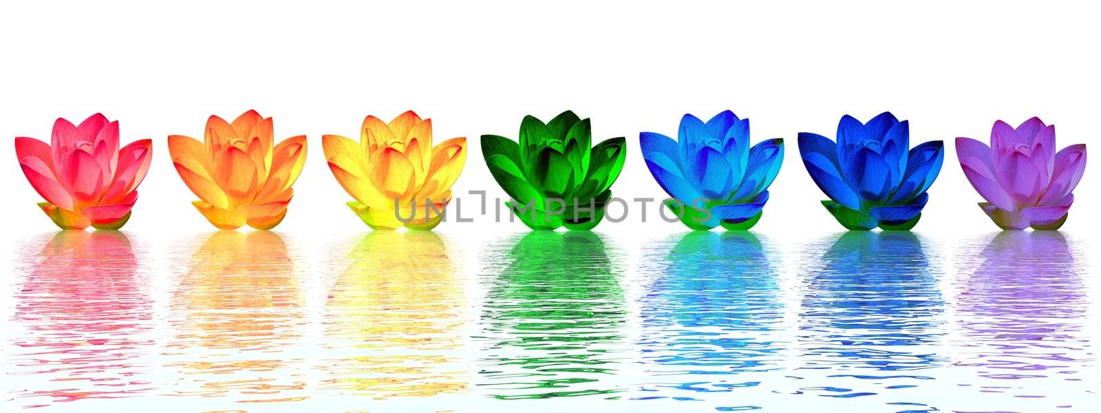 Chakra colors of lily flower upon water in white background