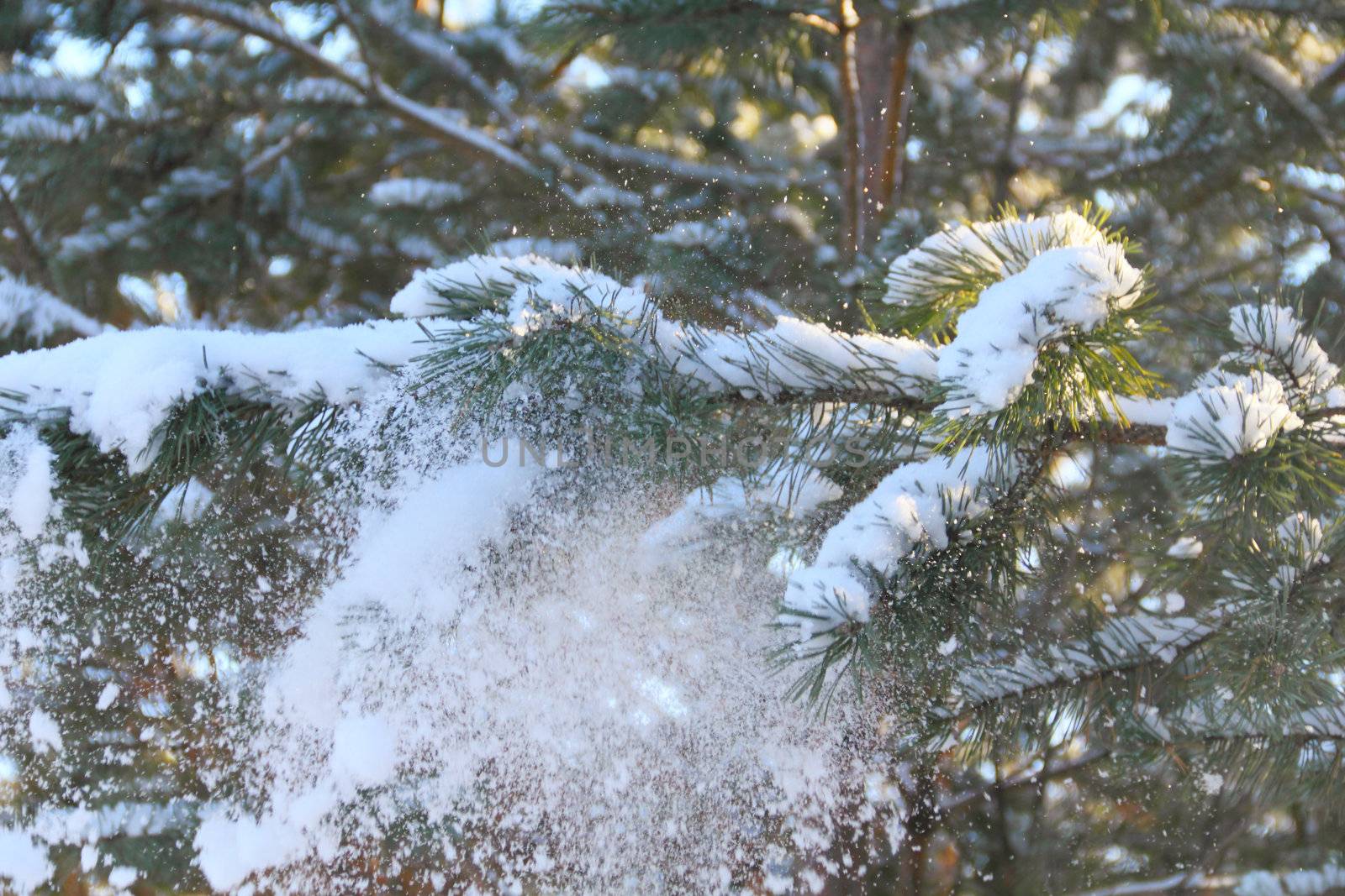Pine needles covered with fluffy snow, macro with snowflakes visible
