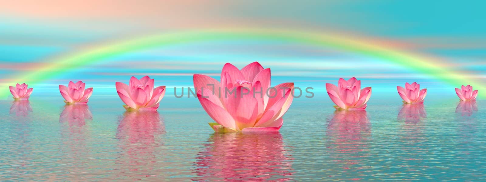 Aligned pink lily flowers on water and under rainbow by beautiful weather