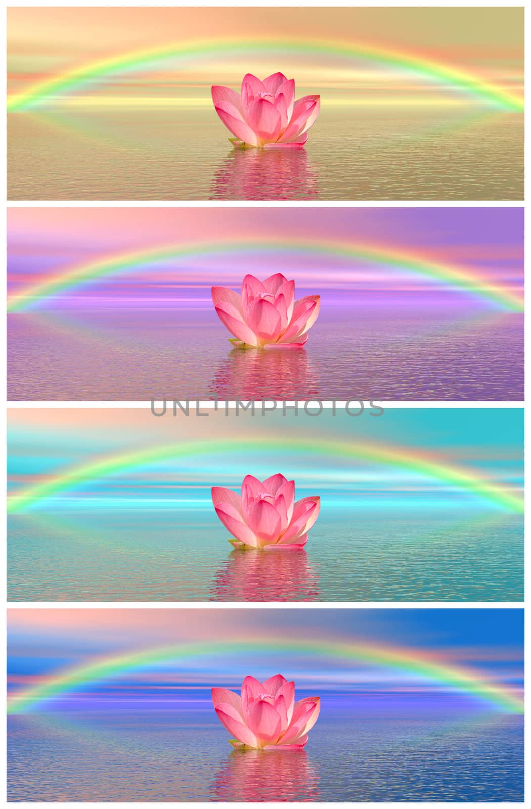 Set of different colors of pink lily flowers on water and under rainbow
