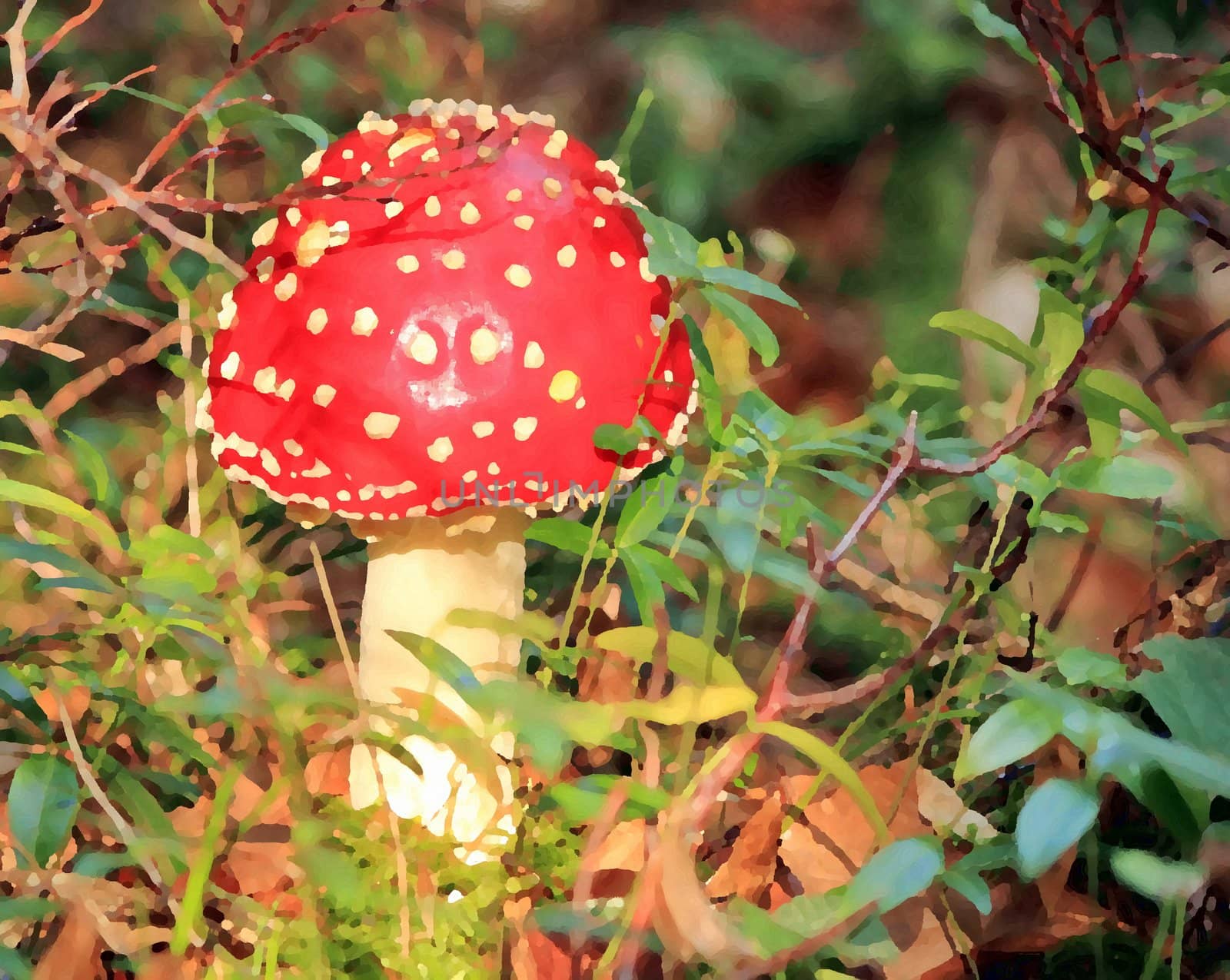 Red mushroom (Amanita Muscaria also known as Fly Ageric or Fly Amanita) in autumn forest