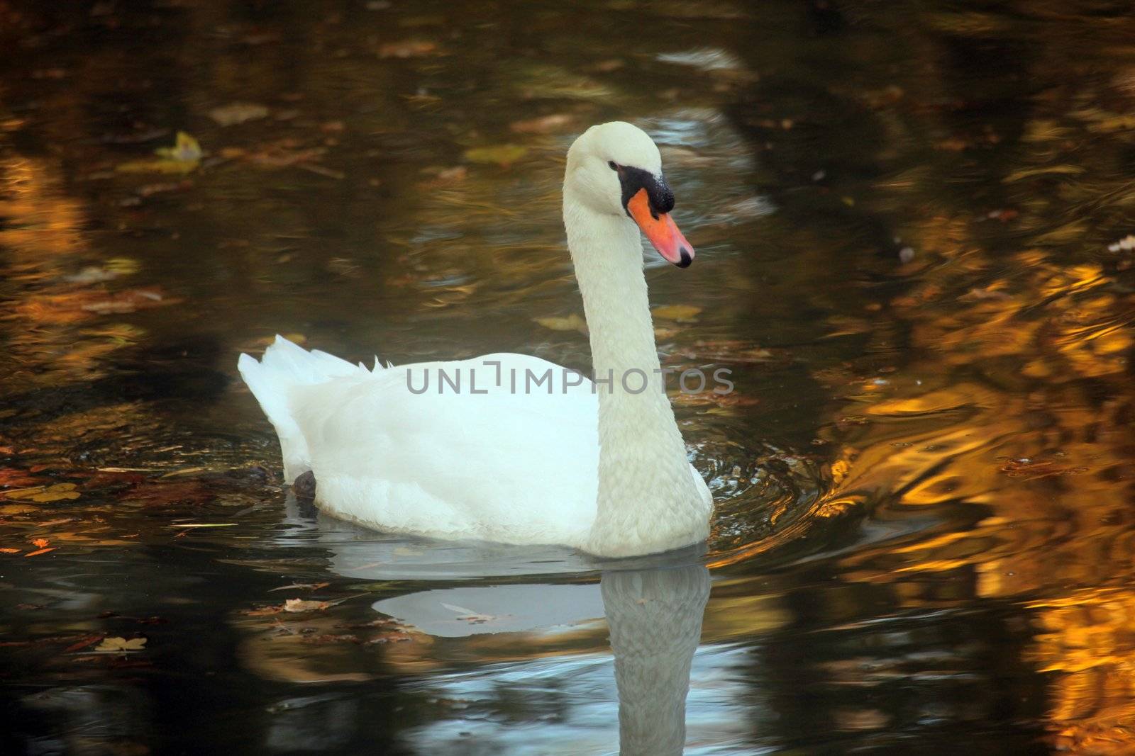 Swan
