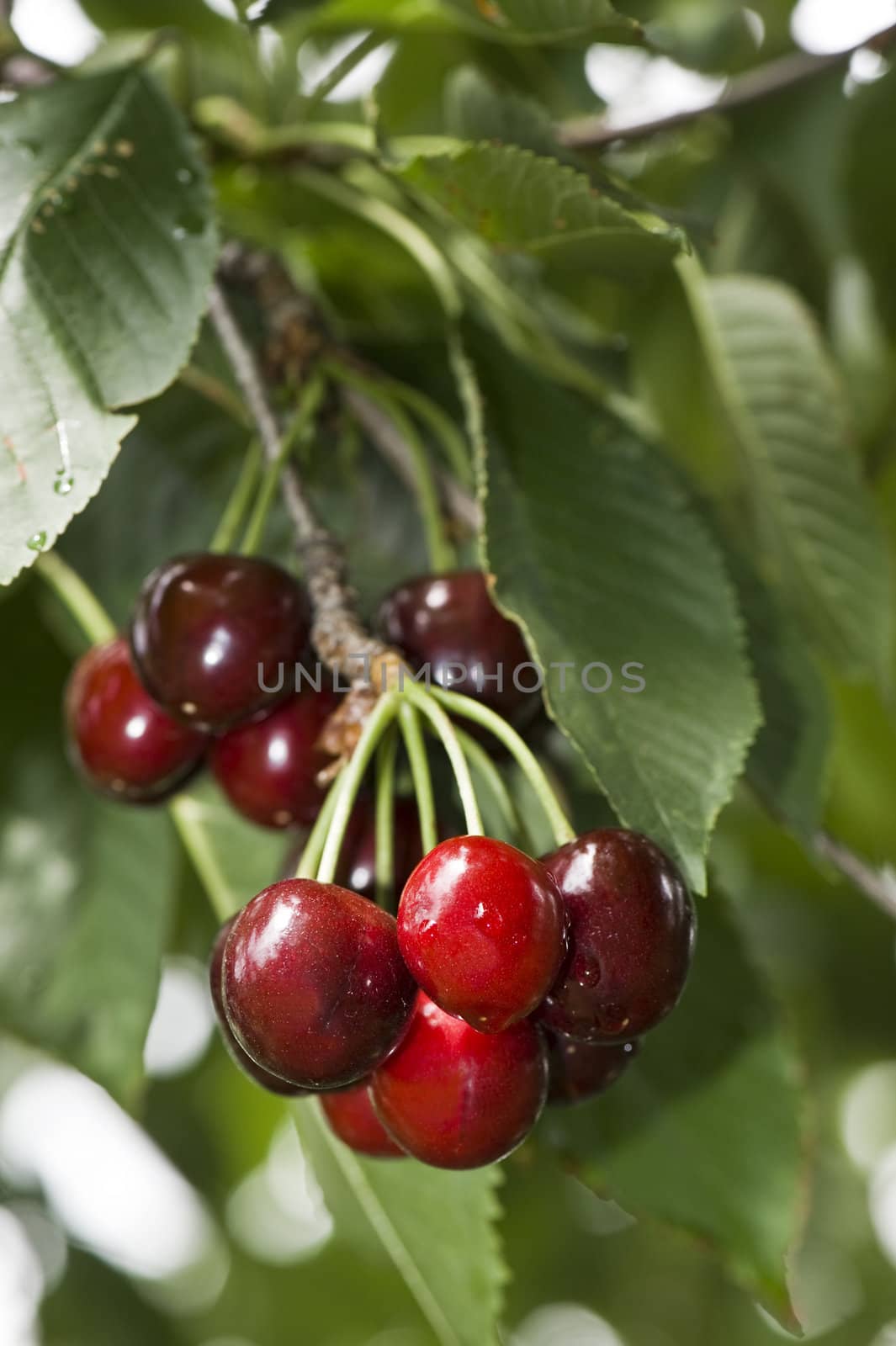 Cherries in a bunch on the tree