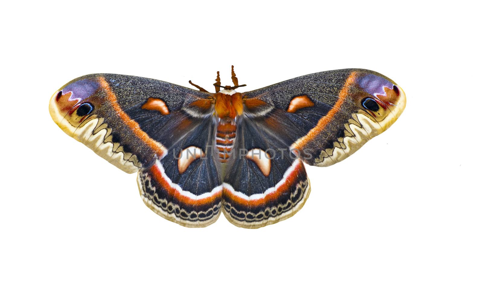An isolated Cecropia moth -- large