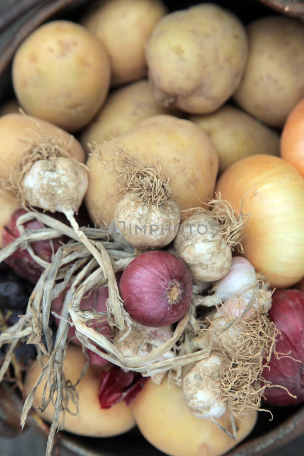 Still Picture of fresh collected from the farm field vegetables