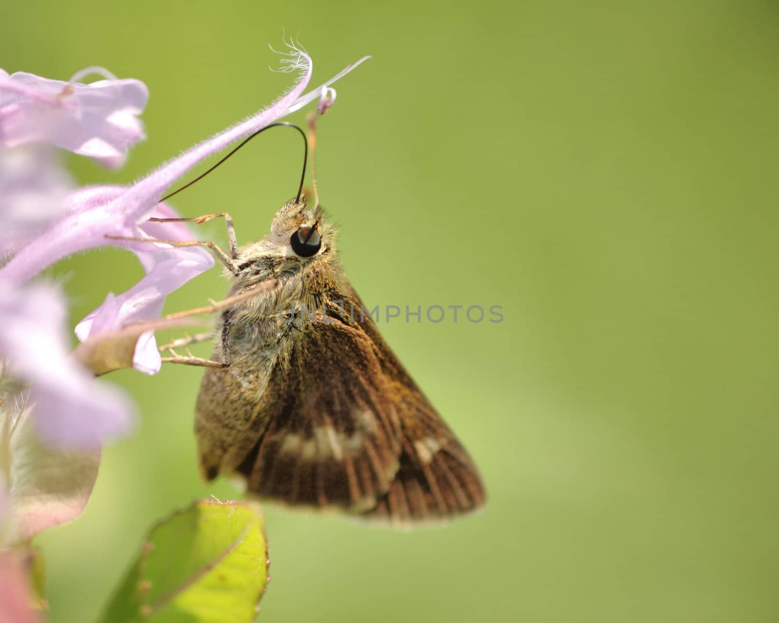 A skipper butterfly perched on a flower collecting pollen.