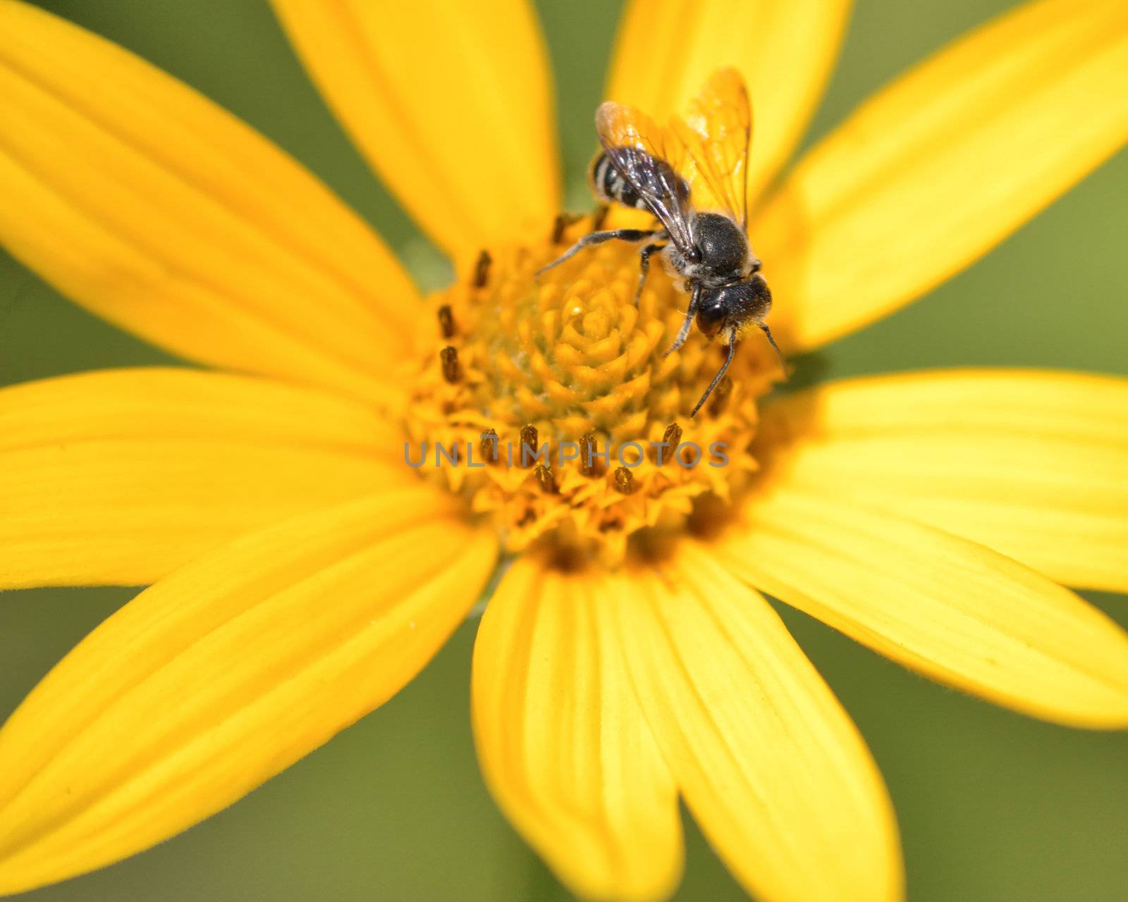 Bee On A Flower by brm1949