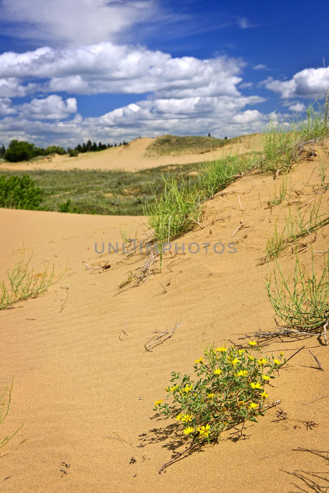 Desert landscape in Manitoba, Canada by elenathewise