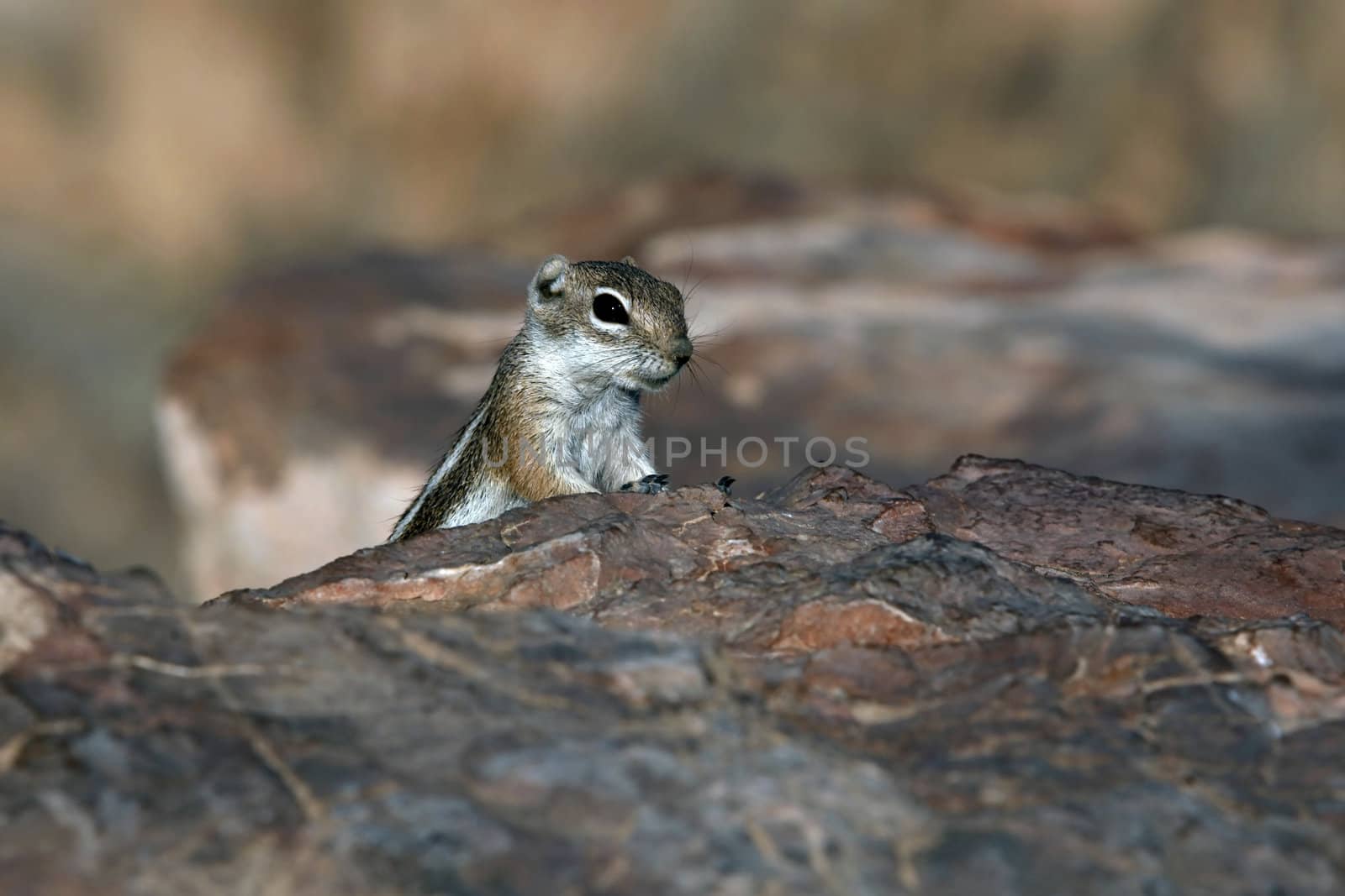 Cute Eastern Chipmunk (tamias striatus) on Grand Canyon, Nevada