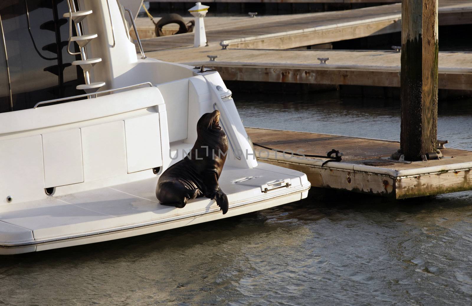 Sea Lion (Callorhinus ursinus) resting on yacht. San Francisco, California