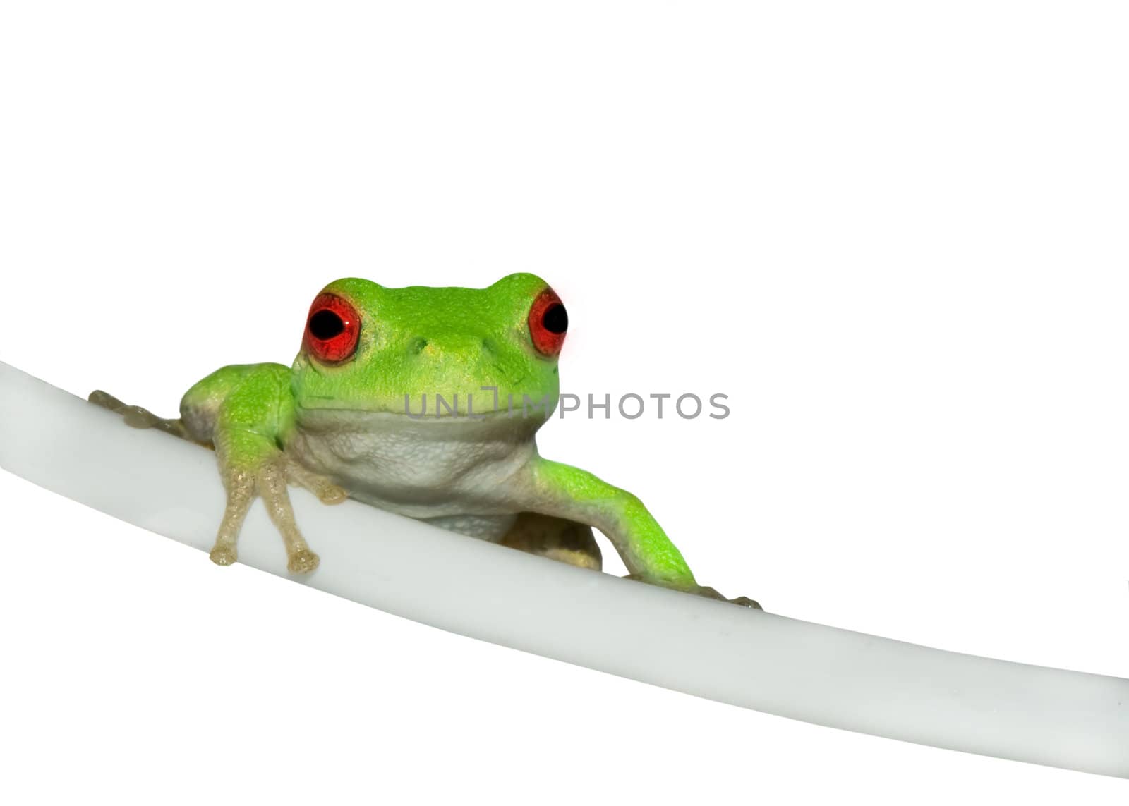 A little frog climbs up the side of an object