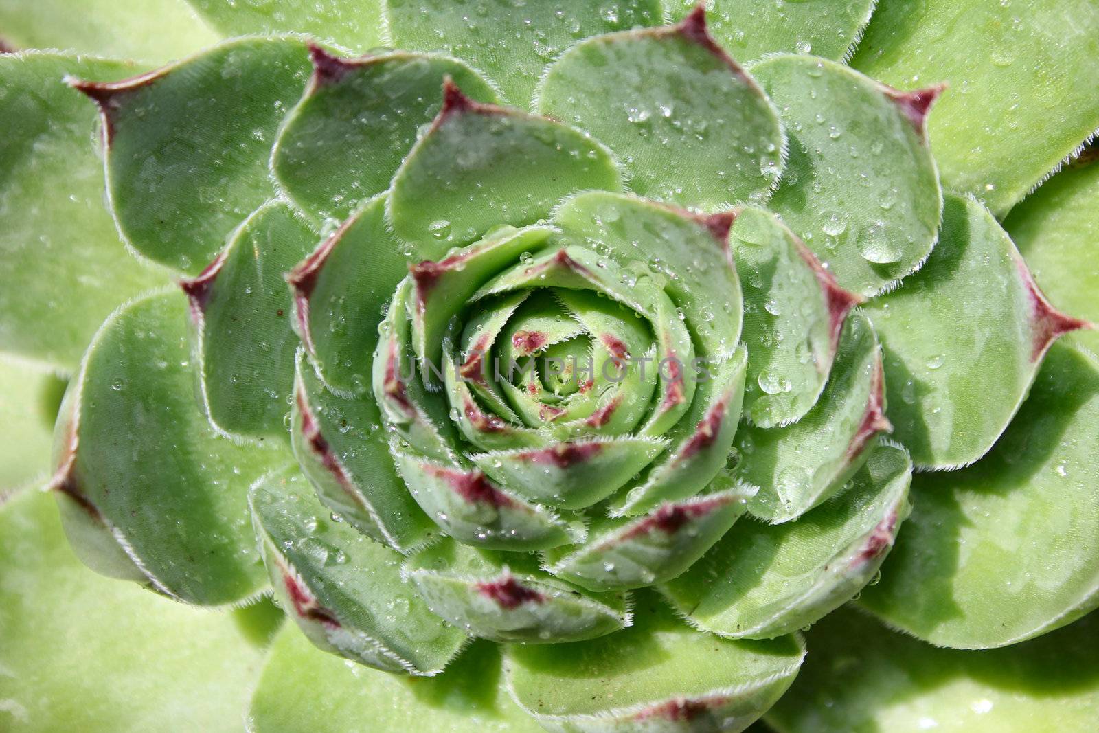 Succulent green plant with water drops on it