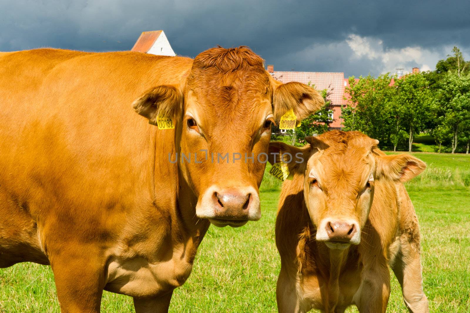 Limousine Cows by MOELLERTHOMSEN