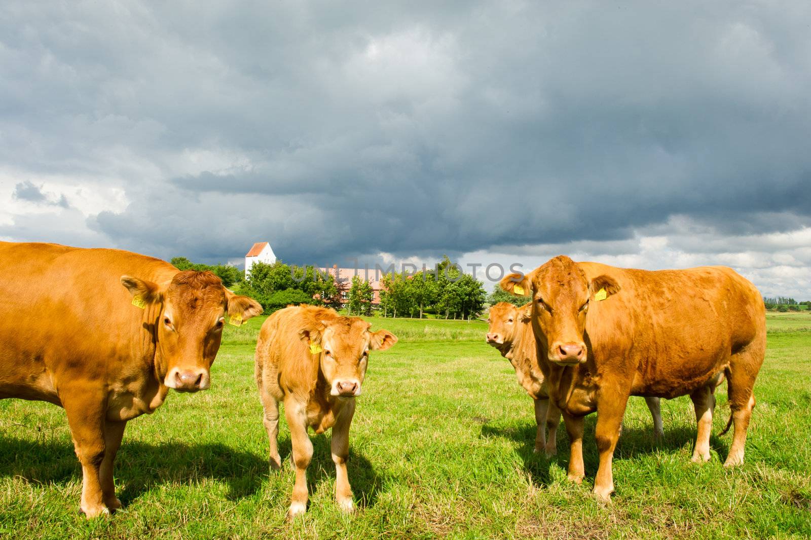 Limousine Cows standing on the meadow