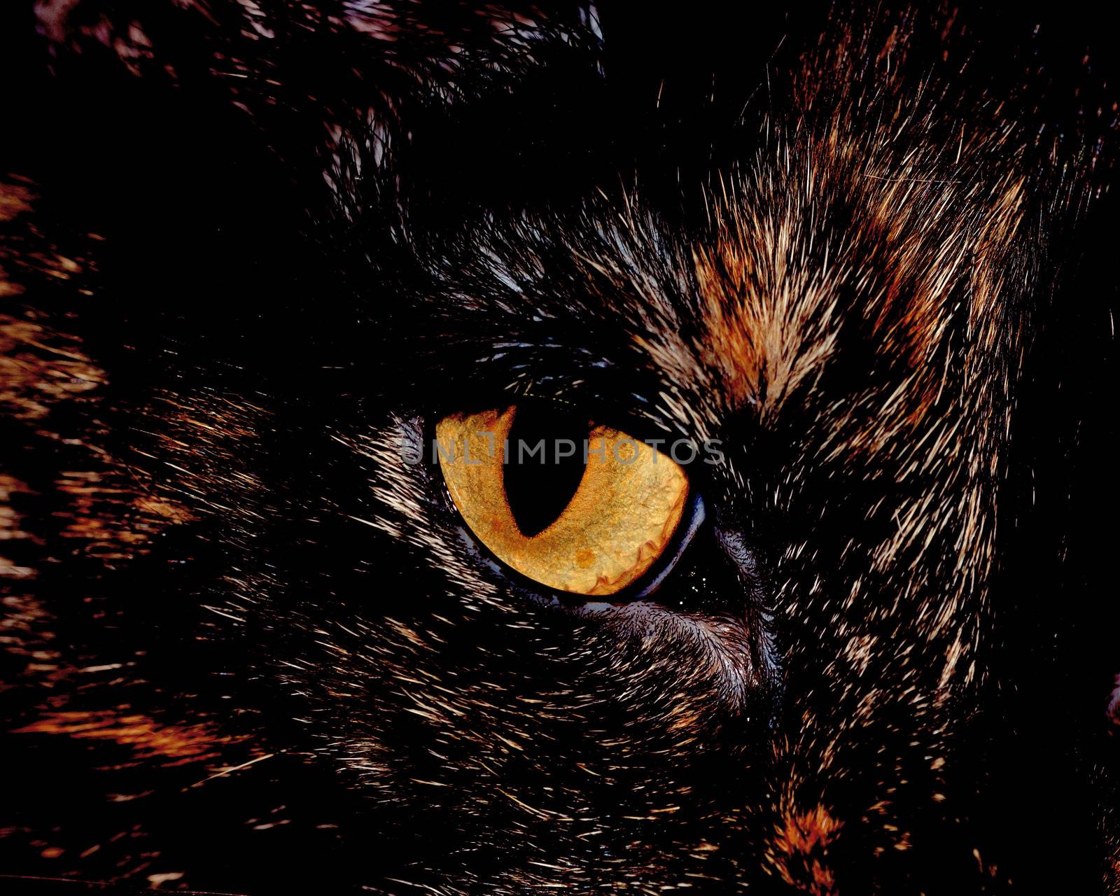 A close-up head shot of a domestic house cat's eye.