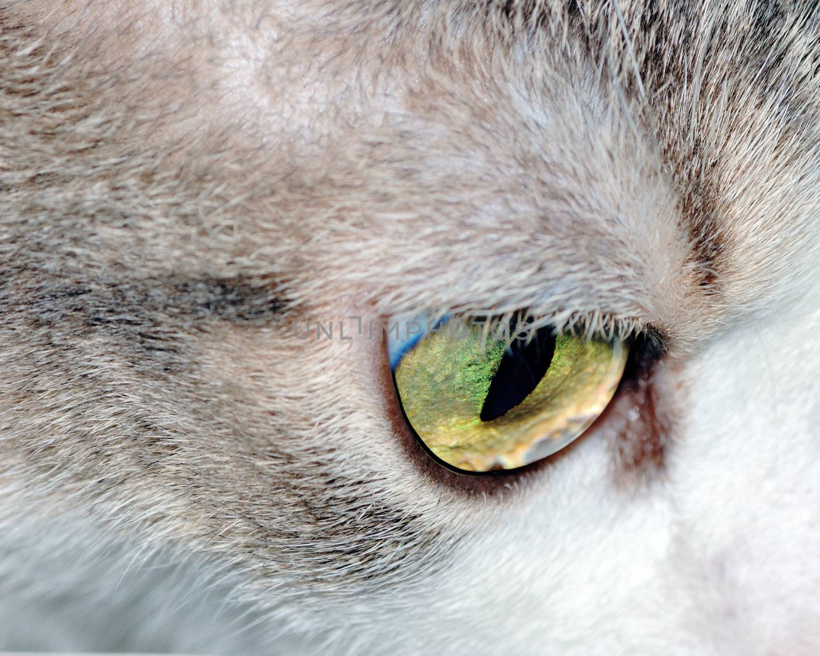 A close-up head shot of a domestic house cat's eye.