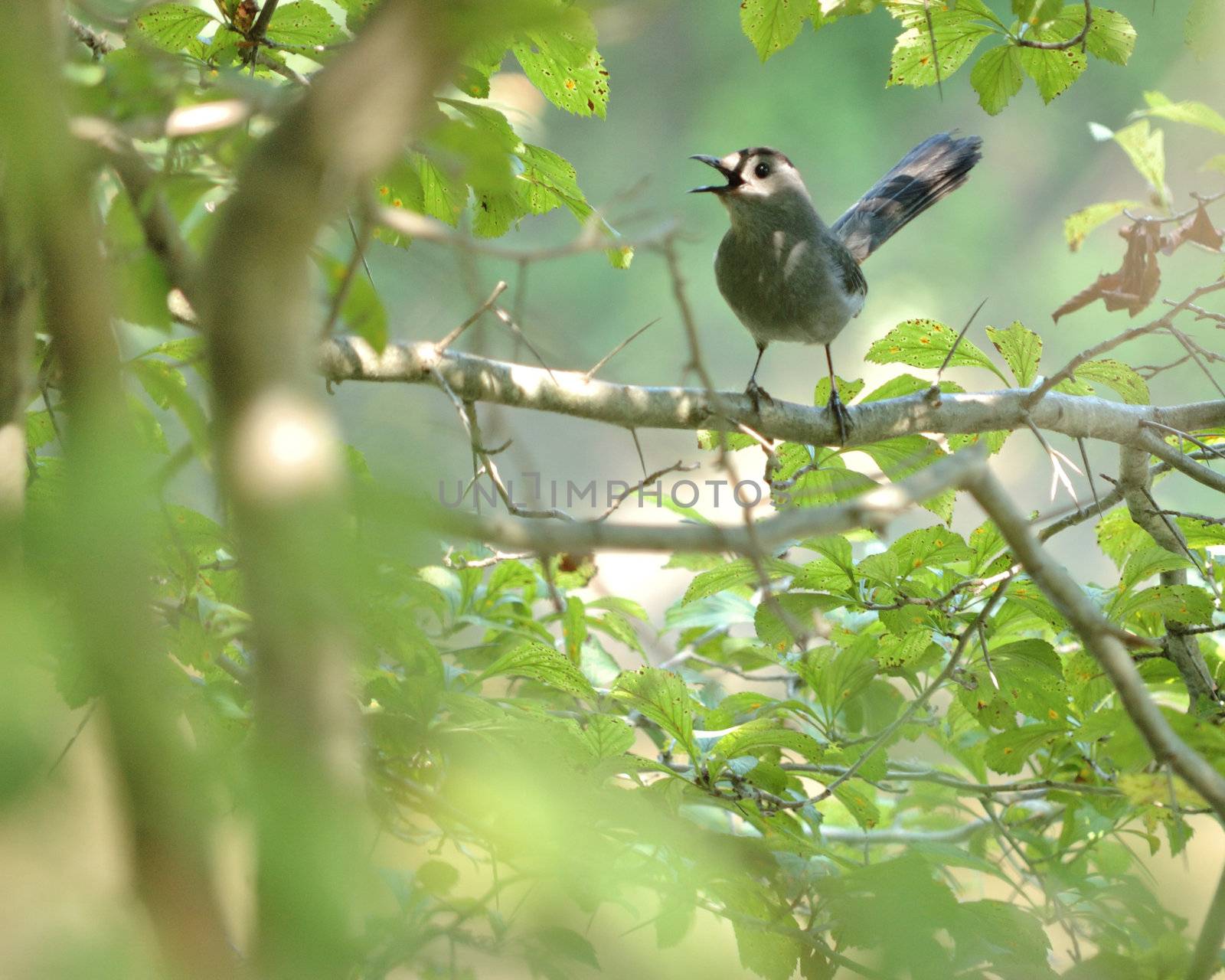 Cat bird perched on a tree branch singing.