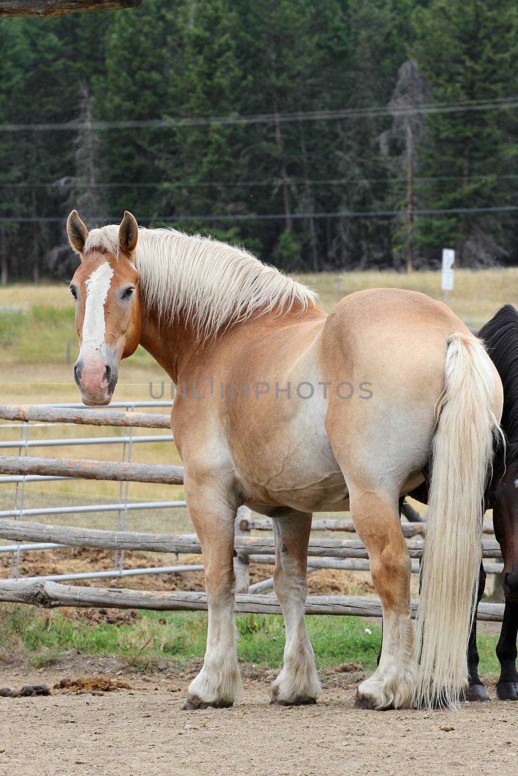 Beautiful light brown horse looking back at camera
