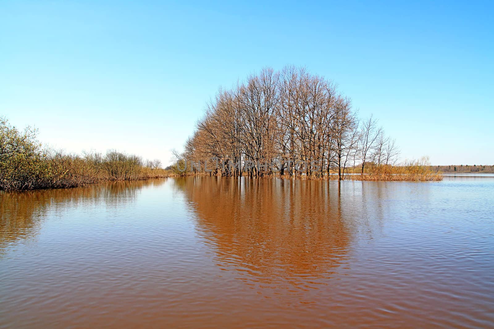 flood in oak wood