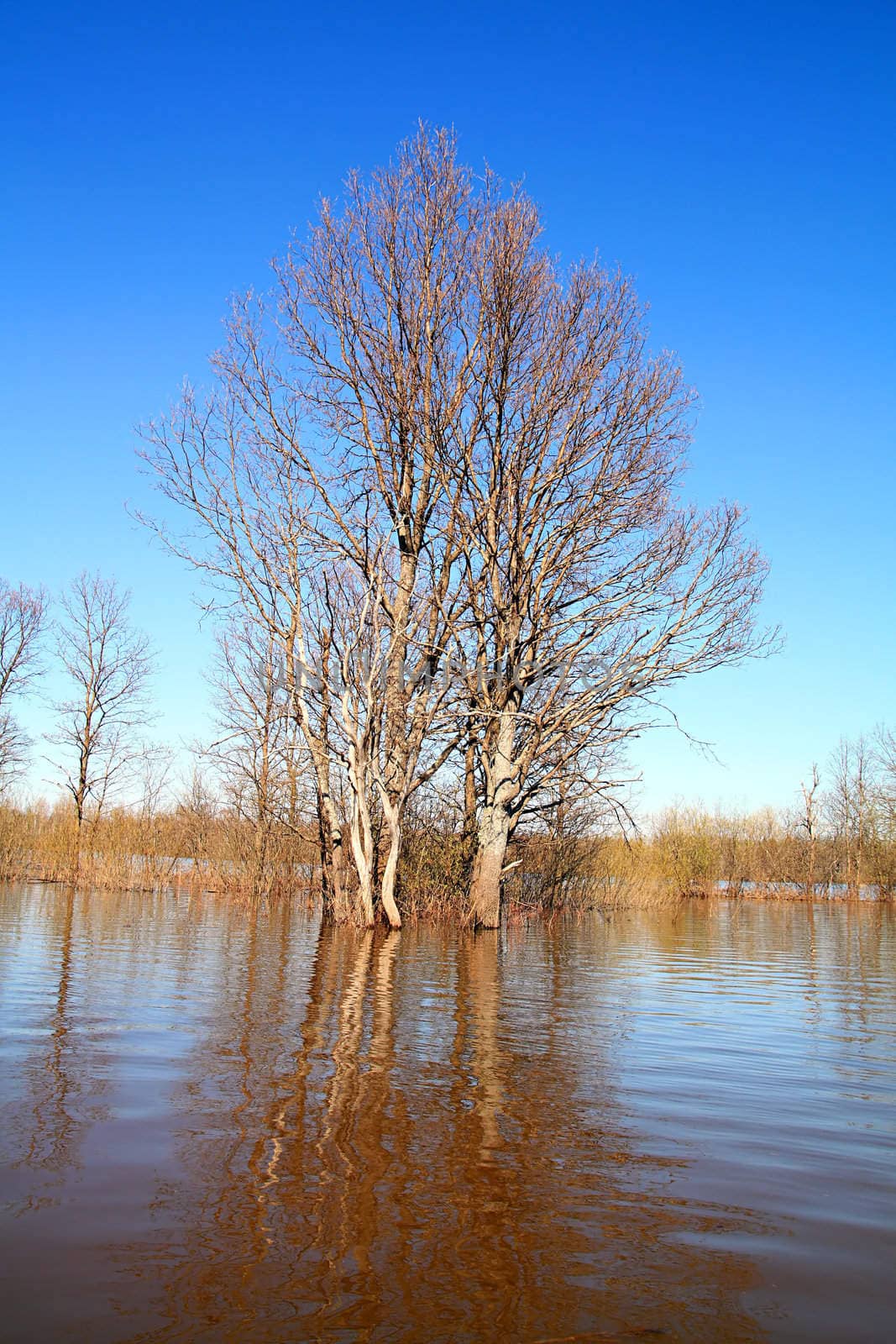 flood in oak wood