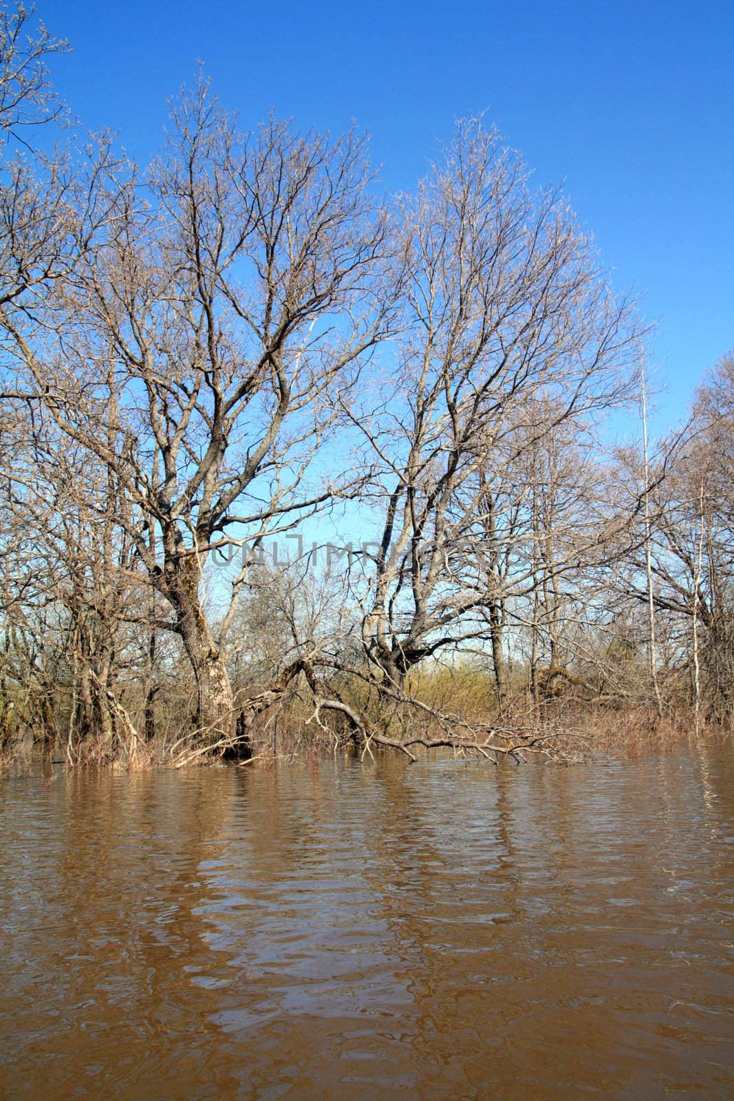 flood in oak wood