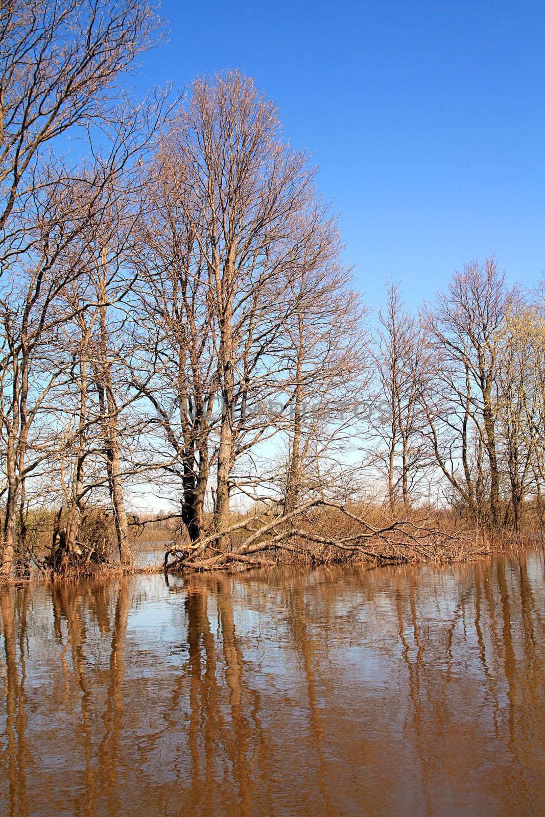 flood in oak wood