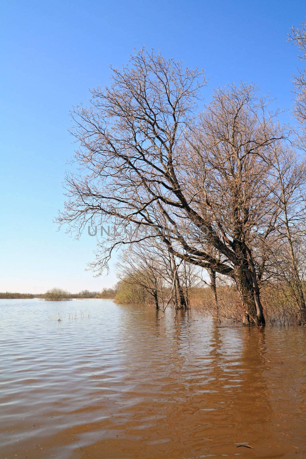 flood in oak wood