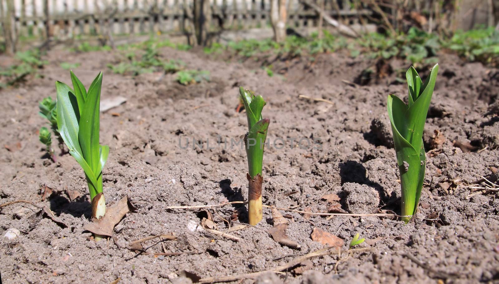 sprout tulip by basel101658