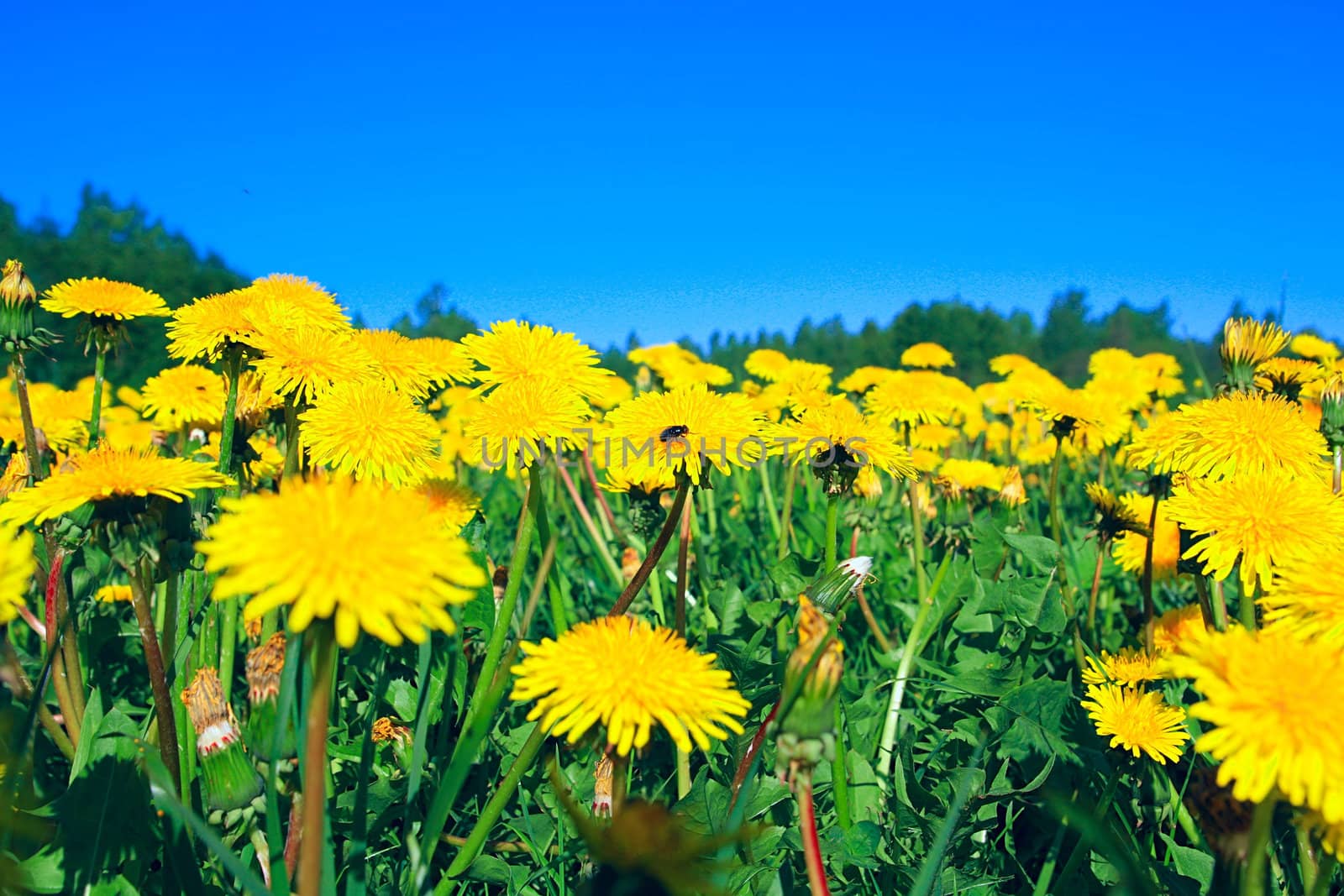 dandelions on field