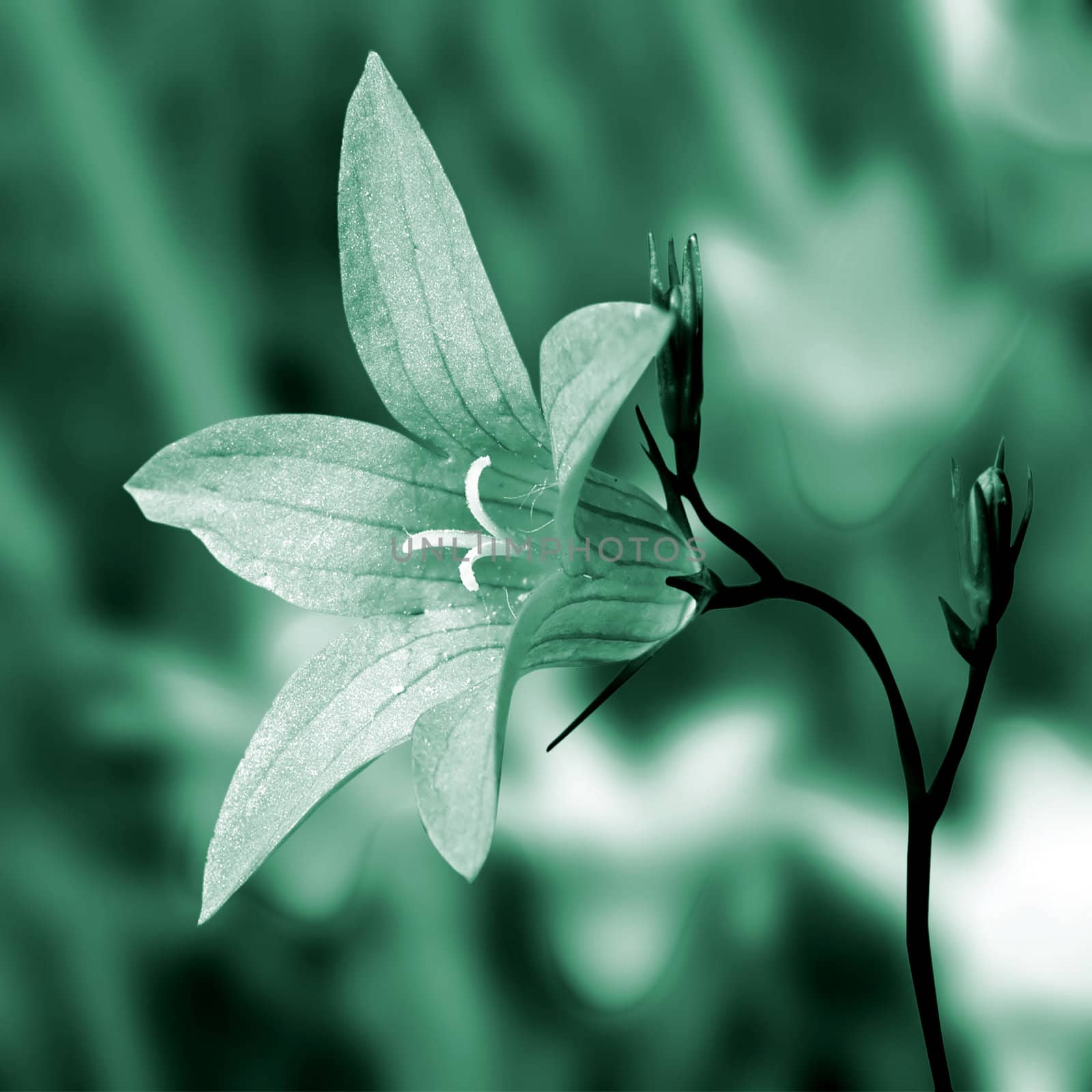 campanula on meadow