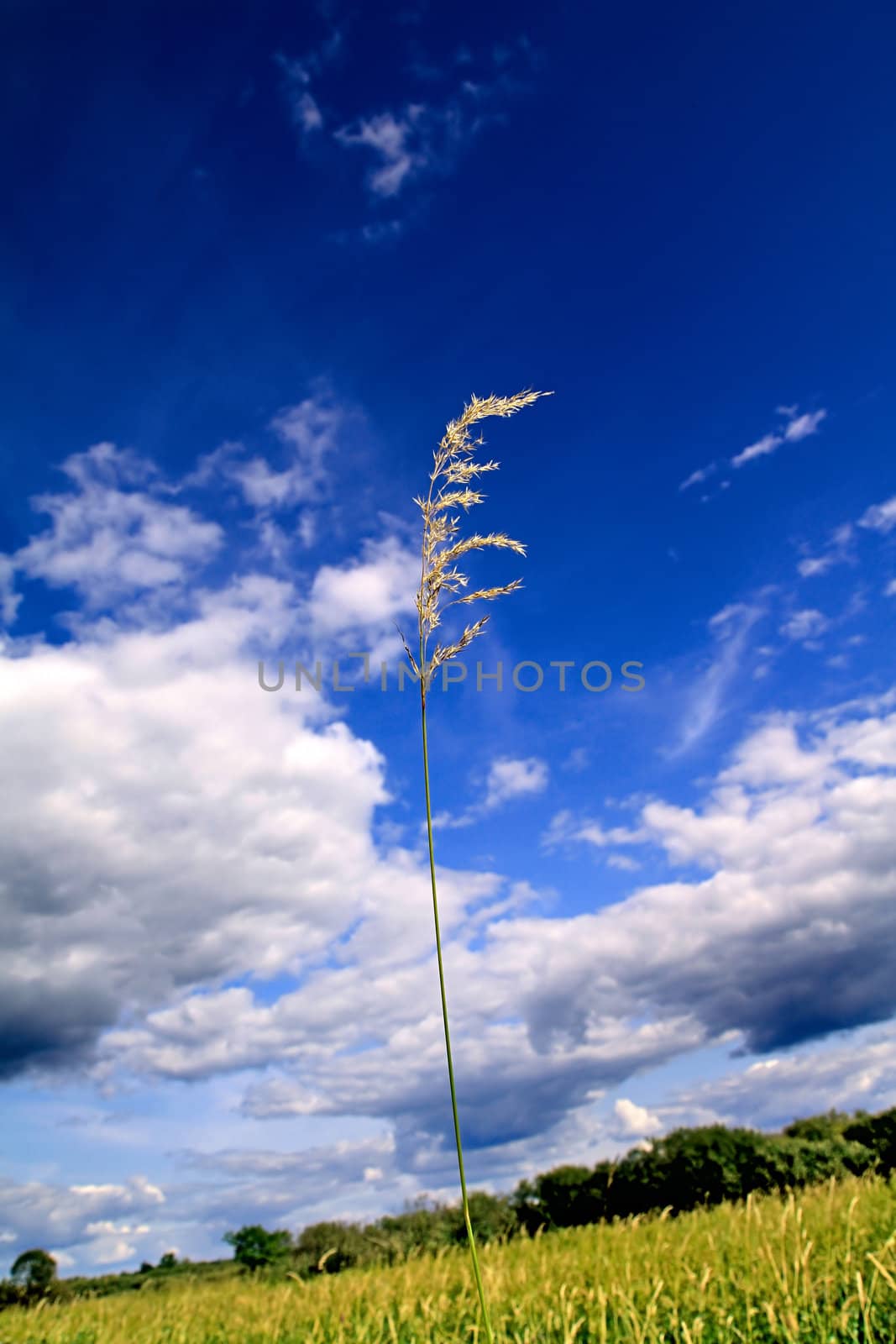 herb in field