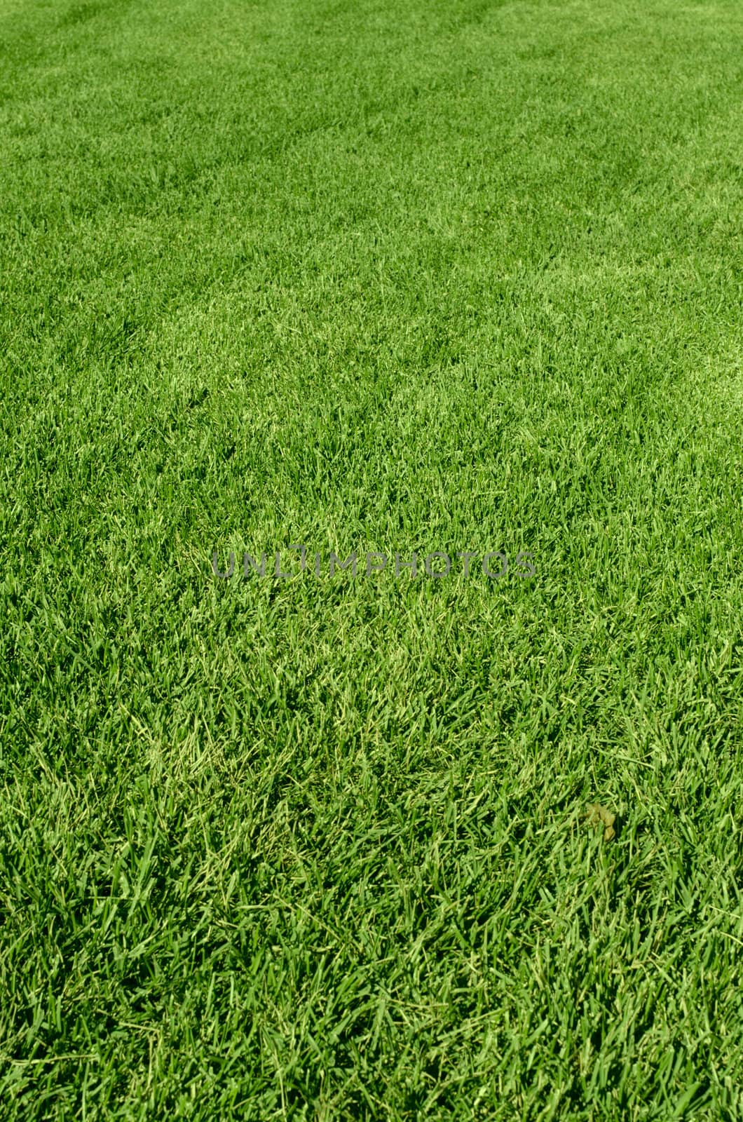 Photo of the beautiful green grass texture