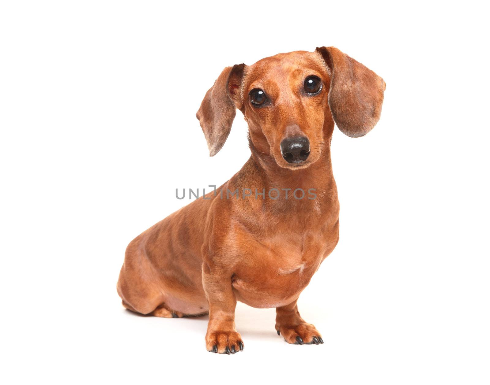 dachshund dog