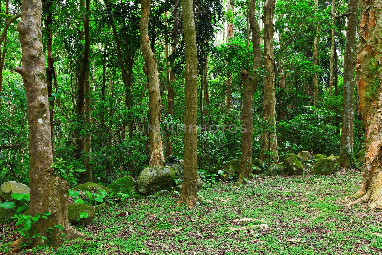 green forest