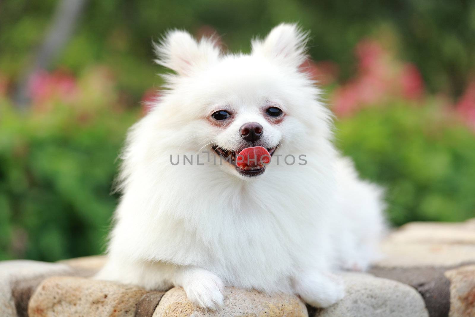 white pomeranian dog